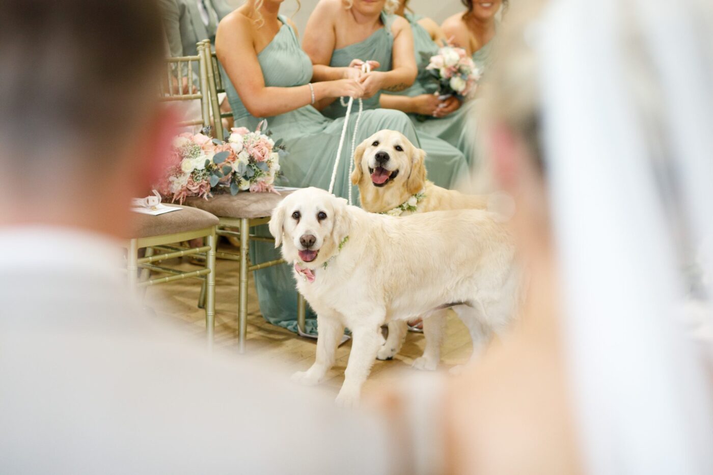 Two golden retrievers wearing floral collars beside seated bridesmaids in sage green during a wedding ceremony.